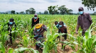 Lagos in Farmers Seek Greater Empowerment to Boost Food Production