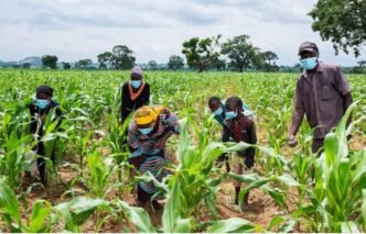 Lagos in Farmers Seek Greater Empowerment to Boost Food Production