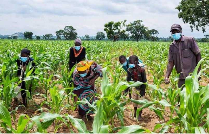 Lagos in Farmers Seek Greater Empowerment to Boost Food Production