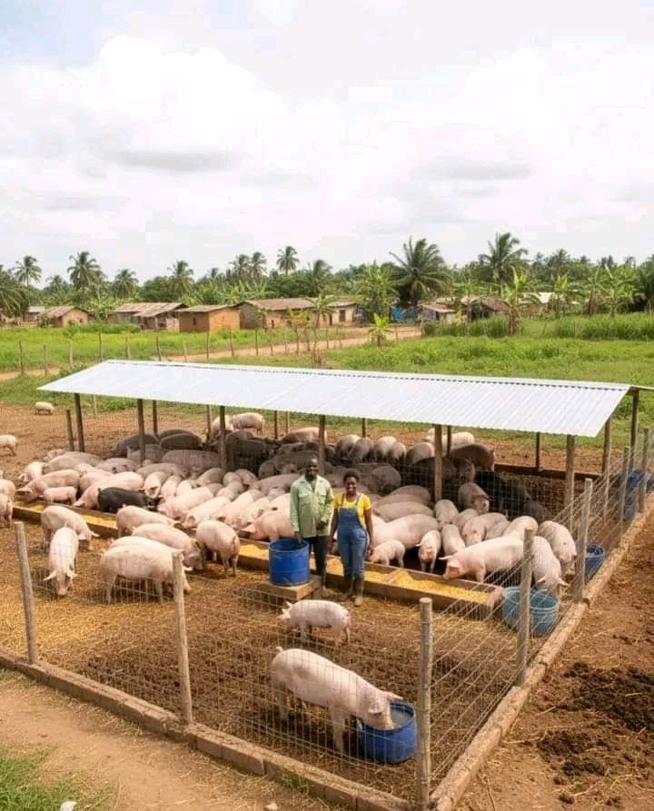 Lagos Intensifies Fight Against ASF