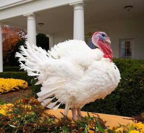 Trump Pardons Turkeys Gobble and Waddle