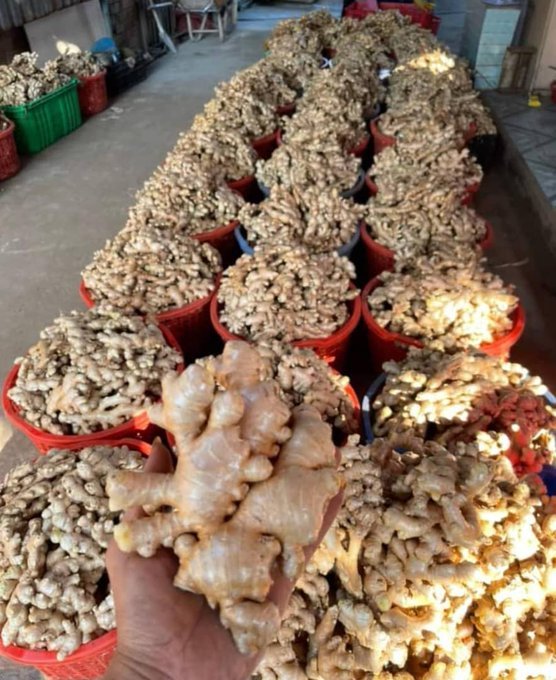 Nigeria Eyes $7.5bn Global Ginger Market