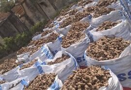 Nigeria Eyes $7.5bn Global Ginger Market